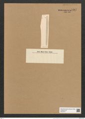 Ardissonia ? dalmatica Kuetz. (de-Toni-Nr.: Genus 68, Species 2679) Zeichnungen Sammlung Grunow Nr. 5487 (NHMW-BOT-W0373917)
